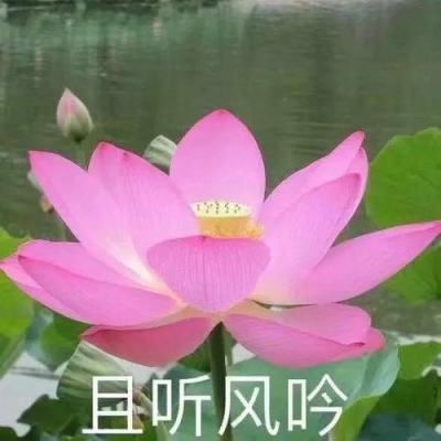 贪婪洞窟2小米版下载
